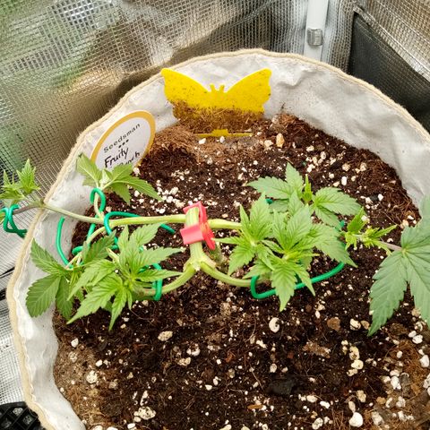 Fruity Punch ( mother ) growlog timeline photo