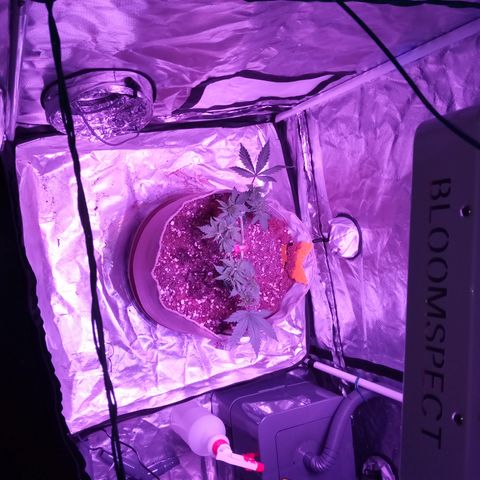 Fruity Punch ( mother ) growlog photo: New home