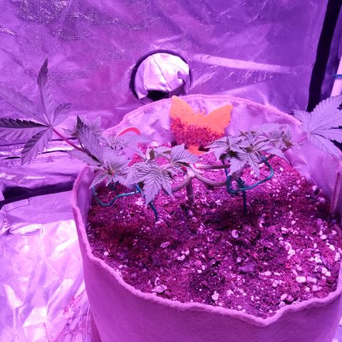 Fruity Punch ( mother ) growlog photo: New home