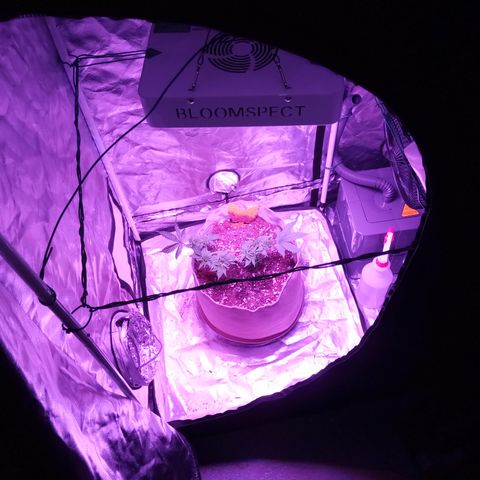 Fruity Punch ( mother ) growlog photo: New home