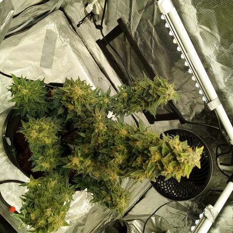 Sweet Gelato Auto growlog photo: Trimmed again