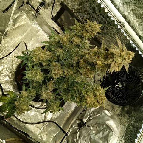 Grape Deebo growlog photo: Trimmed again 