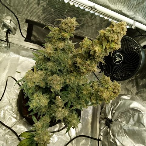 Grape Deebo growlog photo: Trimmed again 