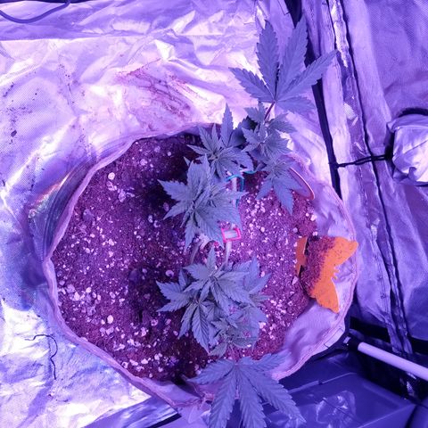 Fruity Punch ( mother ) growlog timeline photo