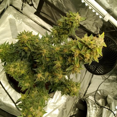 Sweet Gelato Auto growlog timeline photo