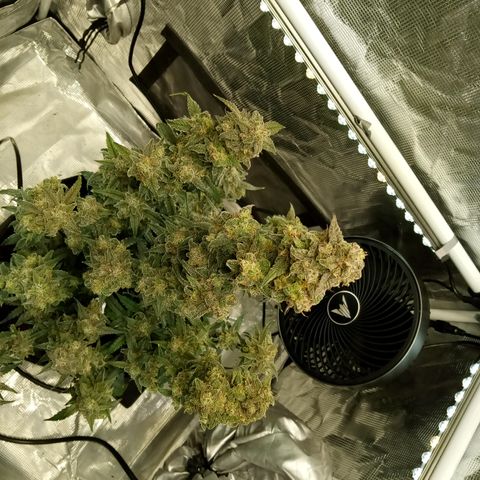 Grape Deebo growlog timeline photo