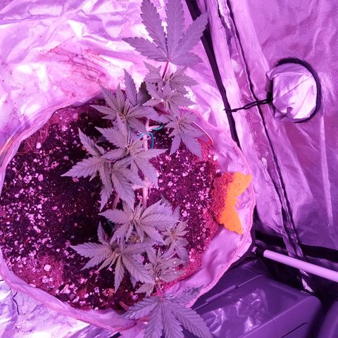 Fruity Punch ( mother ) growlog timeline photo
