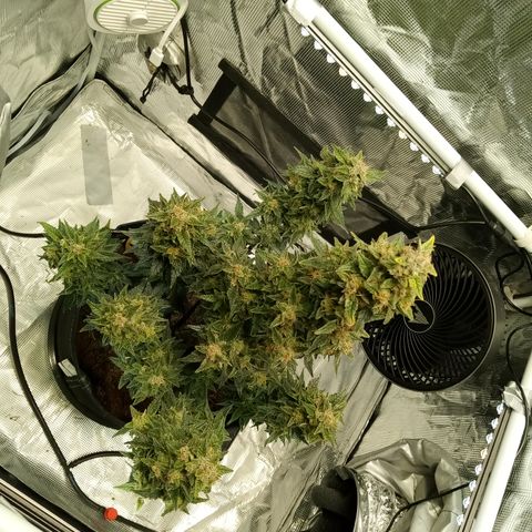 Sweet Gelato Auto growlog timeline photo