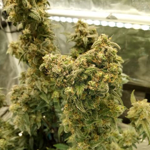 Grape Deebo growlog timeline photo