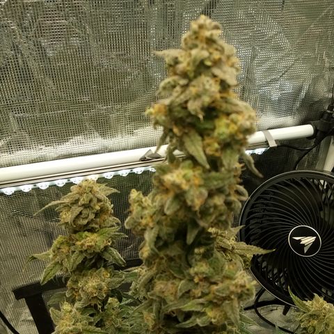 Grape Deebo growlog timeline photo