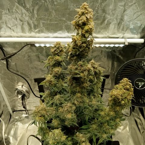 Grape Deebo growlog timeline photo