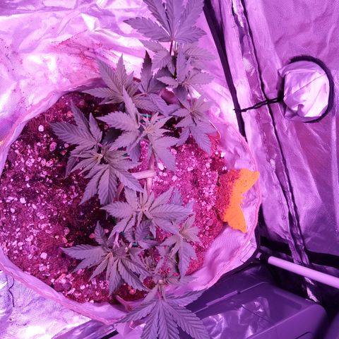 Fruity Punch ( mother ) growlog photo: Loves the new atmosphere 
