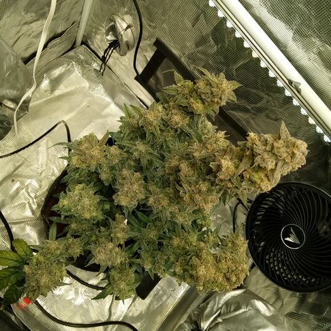 Grape Deebo growlog timeline photo