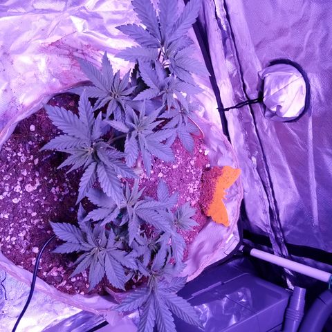 Fruity Punch ( mother ) growlog timeline photo