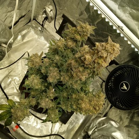 Grape Deebo growlog timeline photo