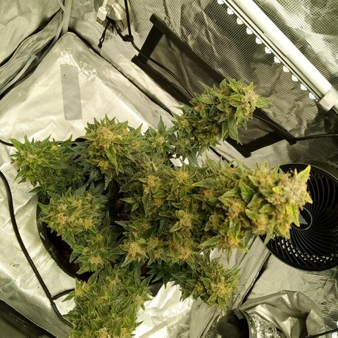 Sweet Gelato Auto growlog timeline photo
