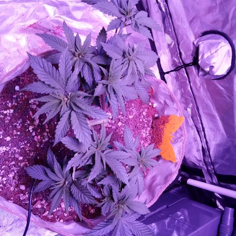 Fruity Punch ( mother ) growlog timeline photo