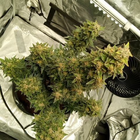Sweet Gelato Auto growlog timeline photo