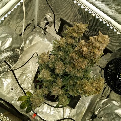 Grape Deebo growlog timeline photo