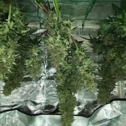 Sweet Gelato Auto growlog timeline photo