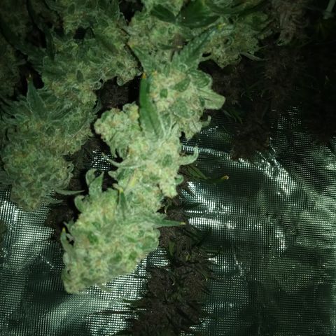 Grape Deebo growlog timeline photo