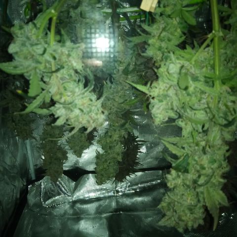 Grape Deebo growlog timeline photo
