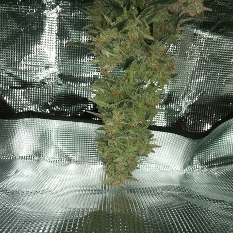 Sweet Gelato Auto growlog timeline photo