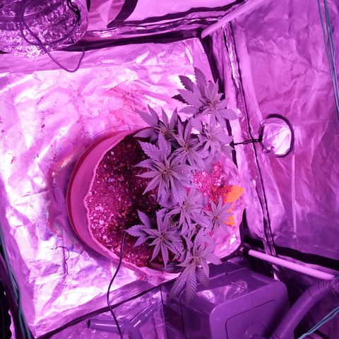 Fruity Punch ( mother ) growlog photo: Loves the blurple 