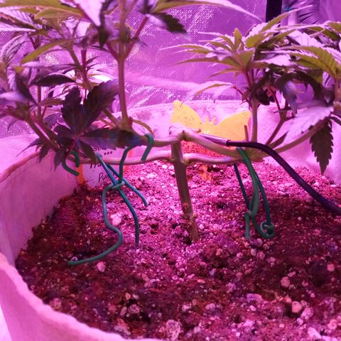 Fruity Punch ( mother ) growlog photo: Loves the blurple 