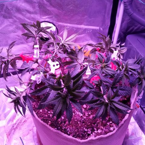Fruity Punch ( mother ) growlog timeline photo
