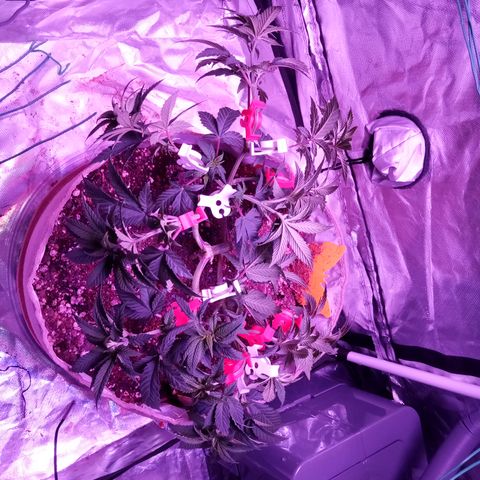 Fruity Punch ( mother ) growlog timeline photo
