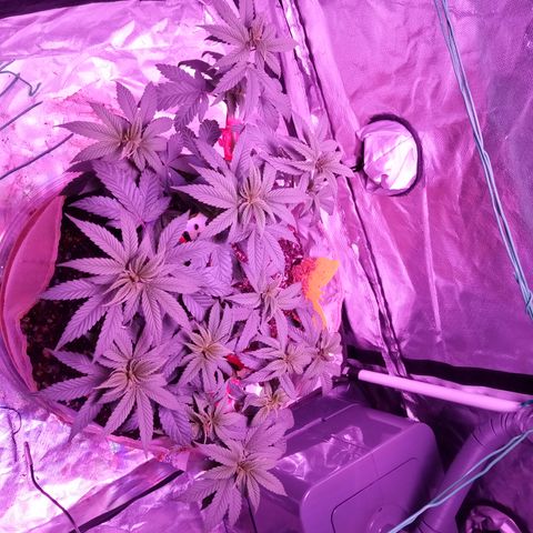 Fruity Punch ( mother ) growlog timeline photo