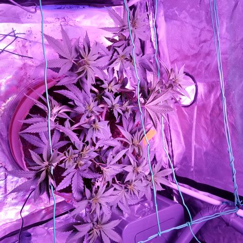 Fruity Punch ( mother ) growlog timeline photo