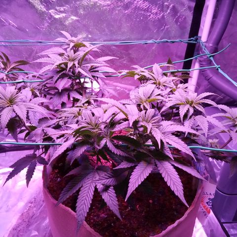 Fruity Punch ( mother ) growlog timeline photo