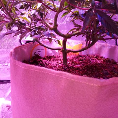 Fruity Punch ( mother ) growlog timeline photo