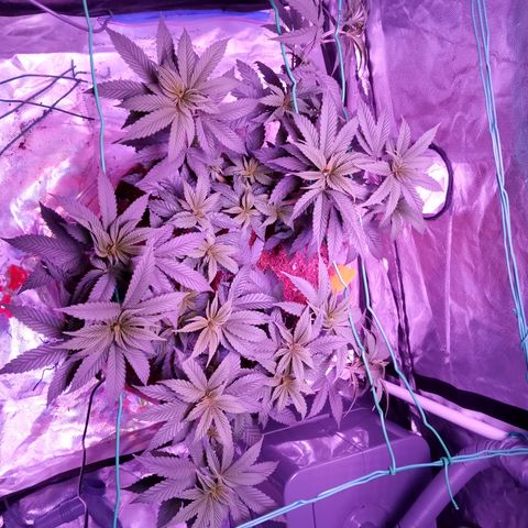 Fruity Punch ( mother ) growlog timeline photo