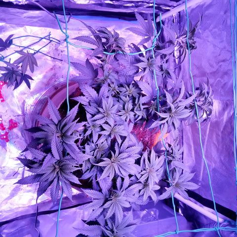 Fruity Punch ( mother ) growlog timeline photo