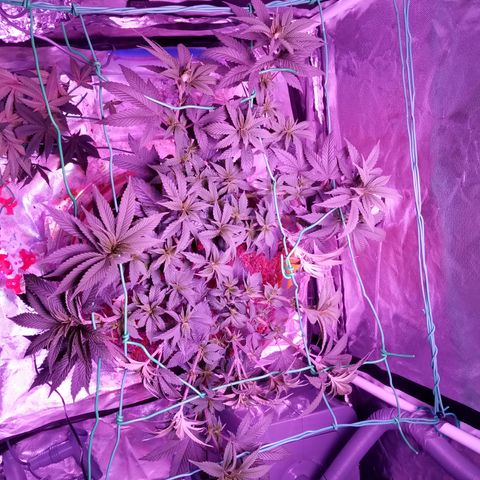 Fruity Punch ( mother ) growlog timeline photo