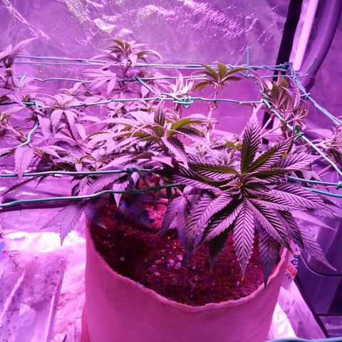 Fruity Punch ( mother ) growlog timeline photo