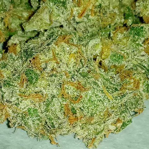 Grape Deebo growlog timeline photo