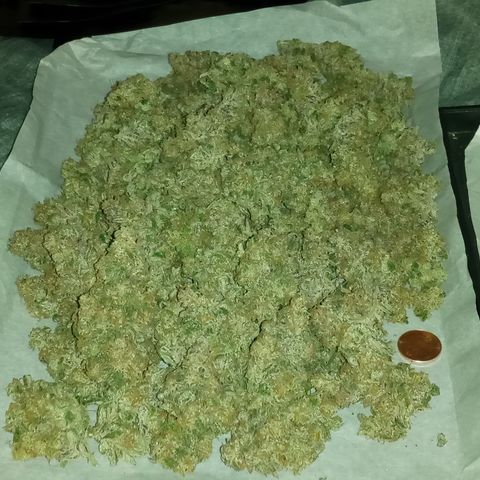 Grape Deebo growlog timeline photo