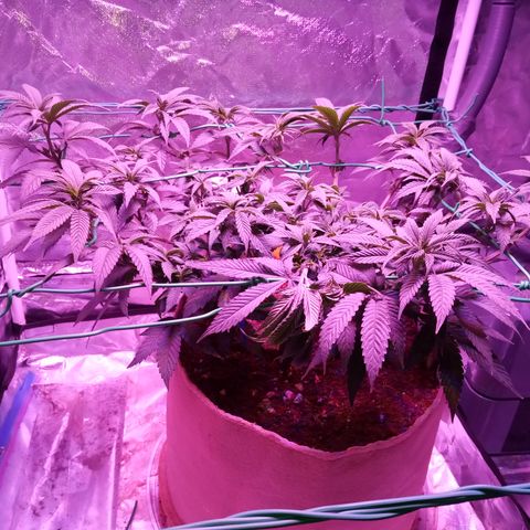 Fruity Punch ( mother ) growlog timeline photo