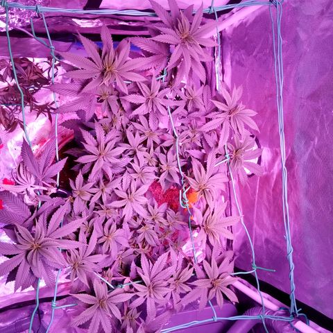 Fruity Punch ( mother ) growlog timeline photo