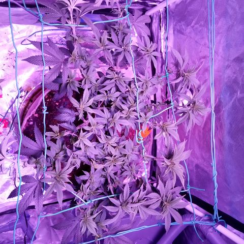 Fruity Punch ( mother ) growlog photo: Defoliation 