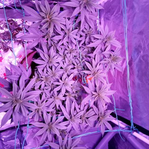 Fruity Punch ( mother ) growlog photo: Defoliation 