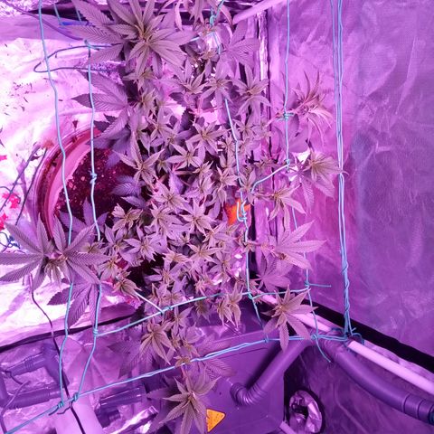 Fruity Punch ( mother ) growlog timeline photo