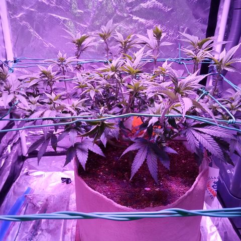 Fruity Punch ( mother ) growlog timeline photo
