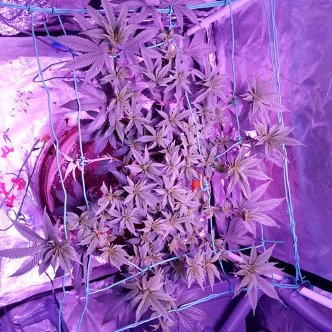 Fruity Punch ( mother ) growlog timeline photo