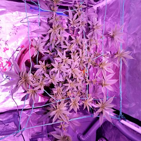 Fruity Punch ( mother ) growlog timeline photo