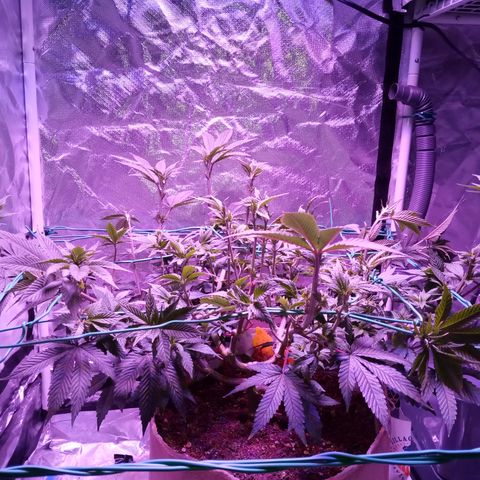 Fruity Punch ( mother ) growlog timeline photo